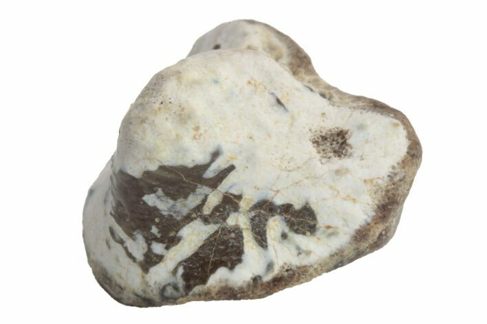 Fossil Crusher Shark (Ptychodus) Tooth - Kansas #218622